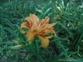 Double Day Lily (Thumbnail)
