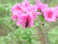 Beetle on Pink Azalea (Thumbnail)
