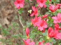 Bumble Bee on Red Azalea (Thumbnail)
