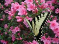Yellow Swallowtail Butterfly on Pink Azalea (Thumbnail)