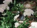 Butterfly on Stonecrop (Thumbnail)