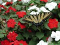 Butterfly on Red and White Flowers (Thumbnail)