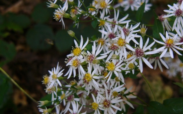 White Wood Aster (Preview)