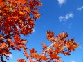 Autumn Sugar Maple Sky (Thumbnail)