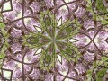 Abstract Wysteria (Thumbnail)