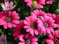 Pink and Purple Flowers (Thumbnail)
