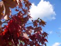 Under the Autumn Maple Tree (Thumbnail)