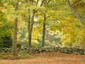 New England Stone Wall in Autumn (Thumbnail)