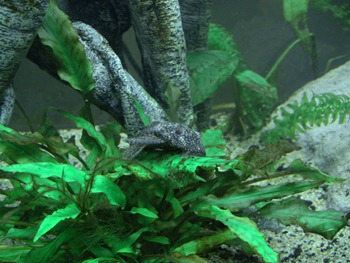 Female bristlenose pleco in goldfish tank